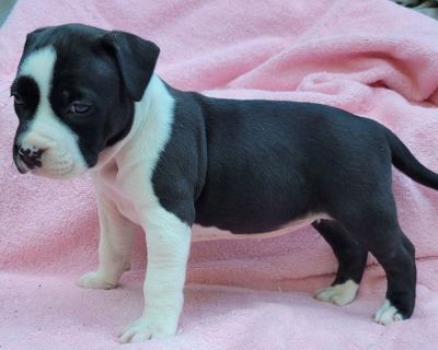 1 Male and 3 Female American Staffordshire Terrier Puppies for Sale