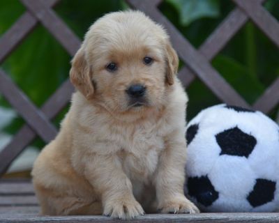 2 Male and 7 Female Golden Retriever Puppies for Sale