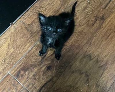 Black Sabbath - Domestic Shorthair Male Cat for Adoption