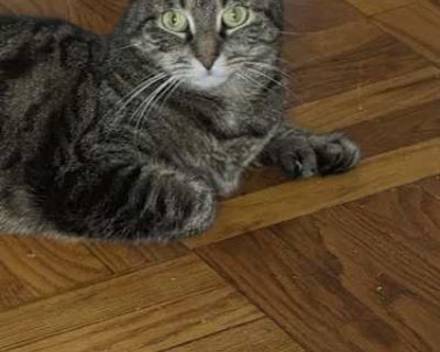 Masya - American Shorthair Female Cat for Adoption