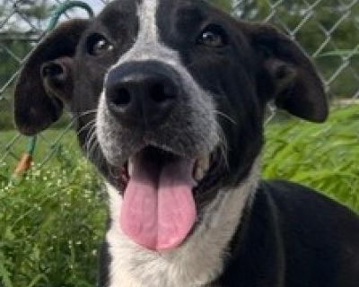 Morticia - Australian Cattle Dog / Blue Heeler Mix Female Dog for Adoption