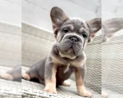 ROCK - French Bulldog Male Puppy for Sale