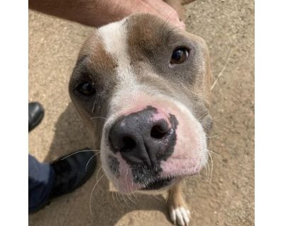 Petey - American Pit Bull Terrier/Mixed Breed (Medium) Mix Male Dog for Adoption