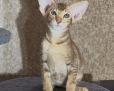 Show quality. Champion bloodlines. Registered. Jessa will come with an all shots, health guarantee, vet health certificate, pedigree papers, registration papers !. Monica parents was importer from Europe, came from best champion bloodline, both parents did great in USA Cat shows, Monica have nice friendly and outgoing personality, like people, cats and dogs. Very curious kitten!