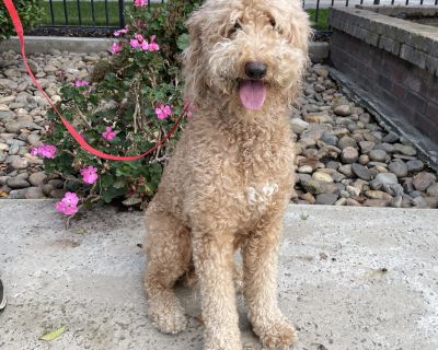 Meet Paris, this sweet, gentle Goldendoodle girl! A soft-hearted pup with a warm, affectionate personality. She can be a bit shy when meeting new people, but with just a little patience she quickly blossoms into a loving, loyal companion. She adores kids and gets along some dogs, making her a great fit for a family home. If youre looking for a kind, mild-mannered dog who just wants to be loved,...