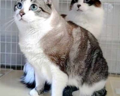 Dublin (and Berkeley) - Ragdoll Male Cat for Adoption