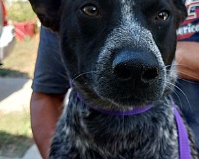 Panda - Australian Cattle Dog Female Dog for Adoption