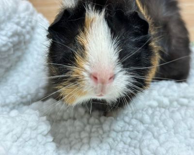 Kirby - Guinea Pig Male for Adoption