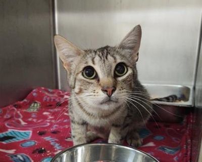 MAMI - Domestic Short Hair Female Cat for Adoption