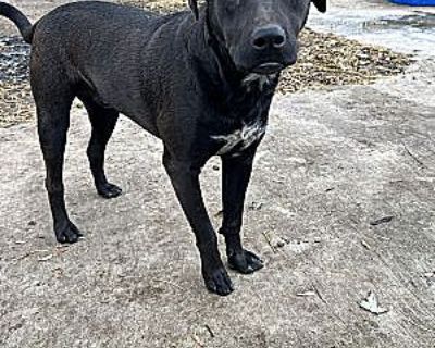 Max - Labrador Retriever/Anatolian Shepherd Mix Male Dog for Adoption