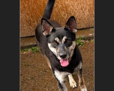 MEET MANGO, a small and friendly shepherd/husky mix in need of a foster or forever home! Mango is a 2-year-old girl who loves people and loves other dogs. She's an active pup and would do best with an active person, people or family. She'd also do well with someone who works from home or is retired, because she gets bored pretty easily. It's possible she's got some Malinois in her as well but w...