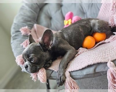 Gracie - French Bulldog Female Puppy for Sale