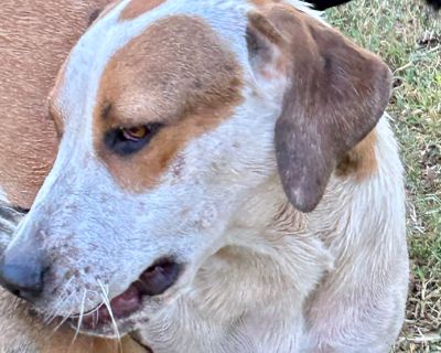 Tippy - Foxhound Mix Female Puppy for Adoption