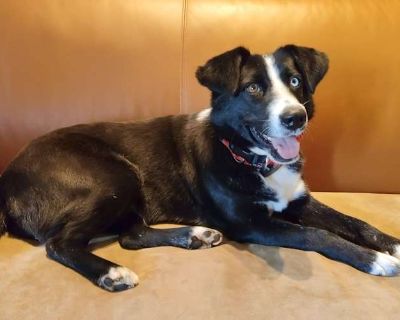 Kitty - Border Collie/Shepherd (Unknown Type) Mix Female Dog for Adoption