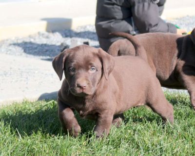 Alice is a playful Chocolate Labrador Retriever puppy with a goofy and endearing personality! This fun girl is well socialized and being raised by a family with children. She is ready to be the best addition to her forever family! Alice has been seen by a vet and is up to date on shots and de-wormer. She also comes home with a health guarantee provided by the breeder.. Gender: Female Sire: Rodg...