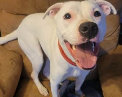 McLovin - Pit Bull Terrier/Labrador Retriever Mix Male Dog for Adoption