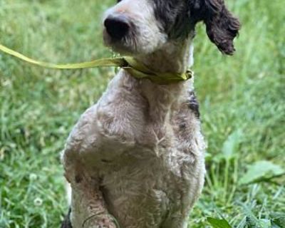 Buddy - Labradoodle Male Dog for Adoption