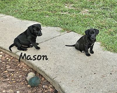 Mason - Labrador Retriever/Flat-Coated Retriever Mix Male Puppy for Adoption