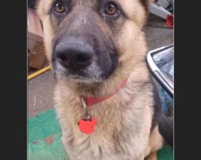 Butter Cream - Male Puppy German Shepherd for Adoption