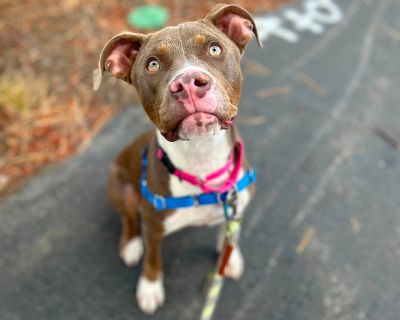 Romey - Mixed Breed Female Dog for Adoption