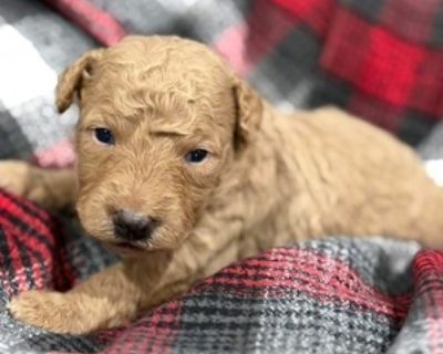 2 Weeks Old * Size at Maturity: Small * Availability Date: 12/18/2025 * Shipping Area: Pick Up Only * Payment Method: Cash *. We have 4 sweet mini Goldendoodles available. This sweet girl is light tan colored. She will be vet checked at six weeks. We deworm every two weeks and she is registered. Mom is a mini Goldendoodle and Dad is a mini party poodle. They will be ready a week before Christma...