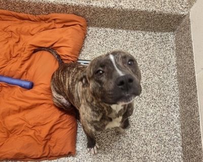 Harrison - Pit Bull Terrier Mix Male Dog for Adoption