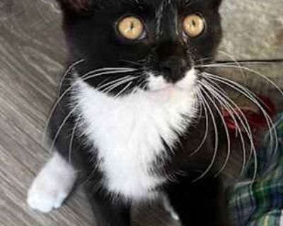 KITTEN REGGIE - Domestic Mediumhair Male Cat for Adoption