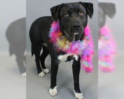 Young * Location Mt. Laurel, NJ, 08054 USA USA *. Dog Breed: Labrador Retriever / Border Collie / Mixed (short coat). Animal Sanctuary Society, Inc. PO Box 24 Mt. Laurel, NJ 08054 856-642-0004 .animalsanctuarysociety/ Such a sweet face. Special is a beautiful lab mix. She is sweet, lovable and cannot wait to meet her new family. She is 4 years old and 66 lbs. She is a good girl who deserves a l...