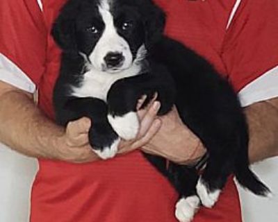 Toby - Bernese Mountain Dog/Border Collie Mix Male Puppy for Adoption