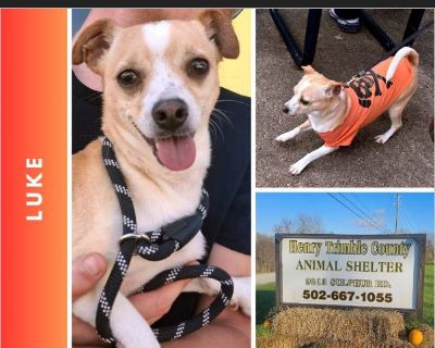 Luke - Male Puppy Chihuahua / Jack Russell for Adoption