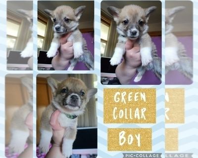 Green - Pembroke Welsh Corgi Male Puppy for Sale