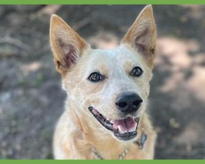 Fynn - Australian Cattle Dog / Blue Heeler Male Dog for Adoption