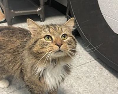 Caveman - Domestic Longhair Male Cat for Adoption