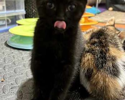 Claire - Domestic Shorthair Female Cat for Adoption