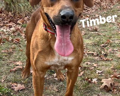 Timber - Basset Hound & Labrador Retriever Mix Male Dog for Adoption