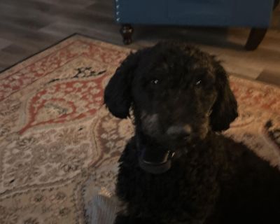 Female free to a good home. Up to date on shots. Very loving and friendly. Crate trained. Call 641-202-3040