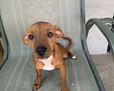 Woody - Miniature Pinscher Male Puppy for Adoption