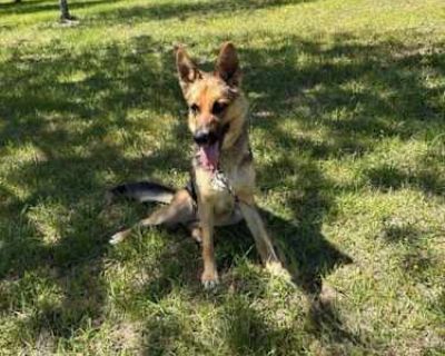 Penelope - German Shepherd Dog Female Dog for Adoption