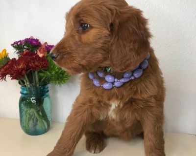 Goldendoodle Puppies