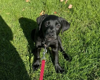 **This animal is in foster care and not at the shelter for viewing** HOW DID JACK GET HERE? Jack came to us when his previous owner was no longer to care for him, he is now ready to find a forever home! PERSONALITY: - Food motivated - Playful! - Likes attention - loves pets and cuddles! - Can likely live with dogs or cats, following proper introductions - Working on house training WHAT TYPE OF ...