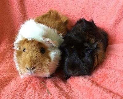 Chinka ( Bonded To Yensley) - Guinea Pig Female for Adoption