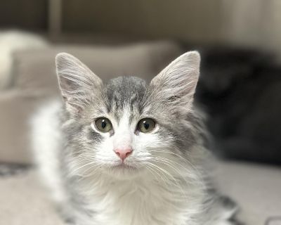 Nibblet - Domestic Long Hair Female Cat for Adoption