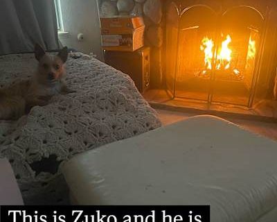 Zuko - Chihuahua/Terrier (Unknown Type, Small) Mix Male Dog for Adoption