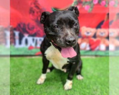 Adult * Location Long Beach, CA, 90815 USA USA *. Dog Breed: American Staffordshire Terrier / Mixed (medium coat). INFO: Meet Valeria a 6-year-old pit bull beauty with a heart full of love and a playful spark that keeps her forever young. She s the perfect mix of fun and chill with moderate energy, Valeria is always ready for a game of fetch or a walk around the block, followed by a cozy nap by...