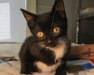 Corndog - Domestic Shorthair Male Kitten for Adoption