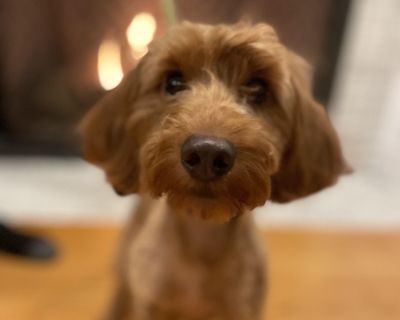 Willa - Goldendoodle Mix Female Dog for Adoption