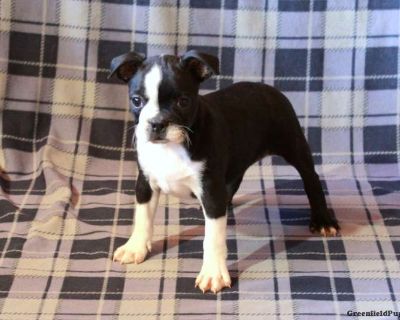 Meet Inez! This silly Boston Terrier puppy is vet checked & up to date on shots & wormer. She is registered with the ACA, plus comes with a health guarantee provided by the breeder! Inez is well socialized with children & can t wait to join in on all the fun at your place!. Gender: Female Sire: Jimbo Dam: Theresa Dam License# 19540 DOB: September 19th, 2025 Age: 8 Weeks Available: Available Now...