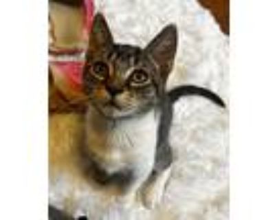 Duck, Domestic Shorthair For Adoption In Philadelphia, Pennsylvania