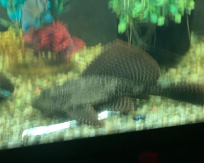 Free Pleco’s to Good Home with bigger tanks