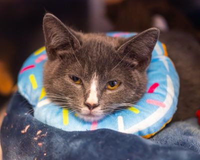 Clarice - Domestic Short Hair Female Cat for Adoption